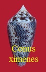 Conus ximenes, Gray 1839